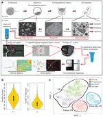 Mapping human pluripotent stem cell differentiation pathways using high throughput single-cell RNA-sequencing