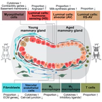 Aging-associated alterations in mammary epithelia and stroma revealed by single-cell RNA sequencing